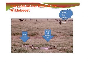 wildebeest-slide